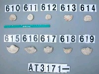 藏品(芋螺貝)的圖片